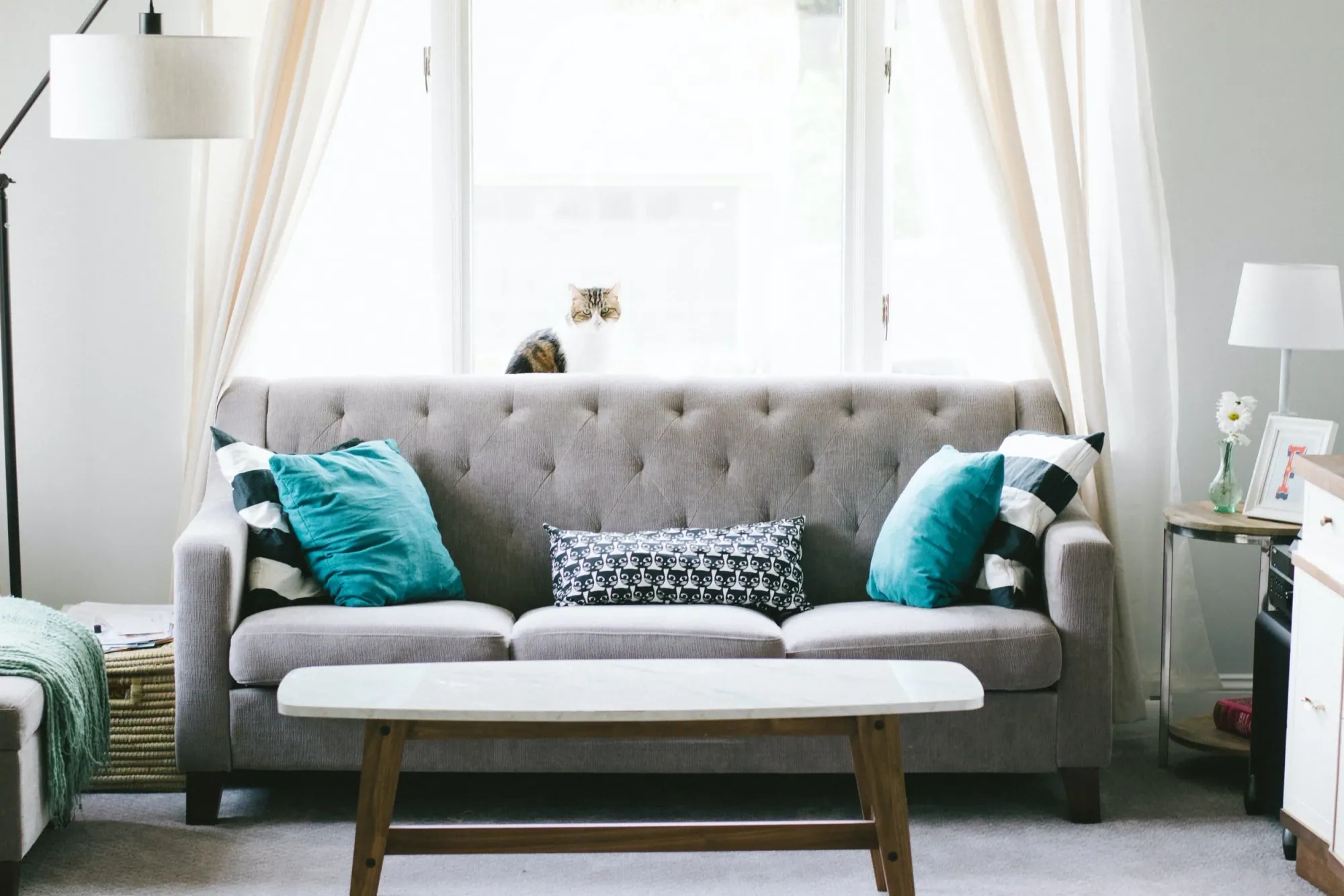 Bright living room with a grey tufted sofa, teal pillows and a cat