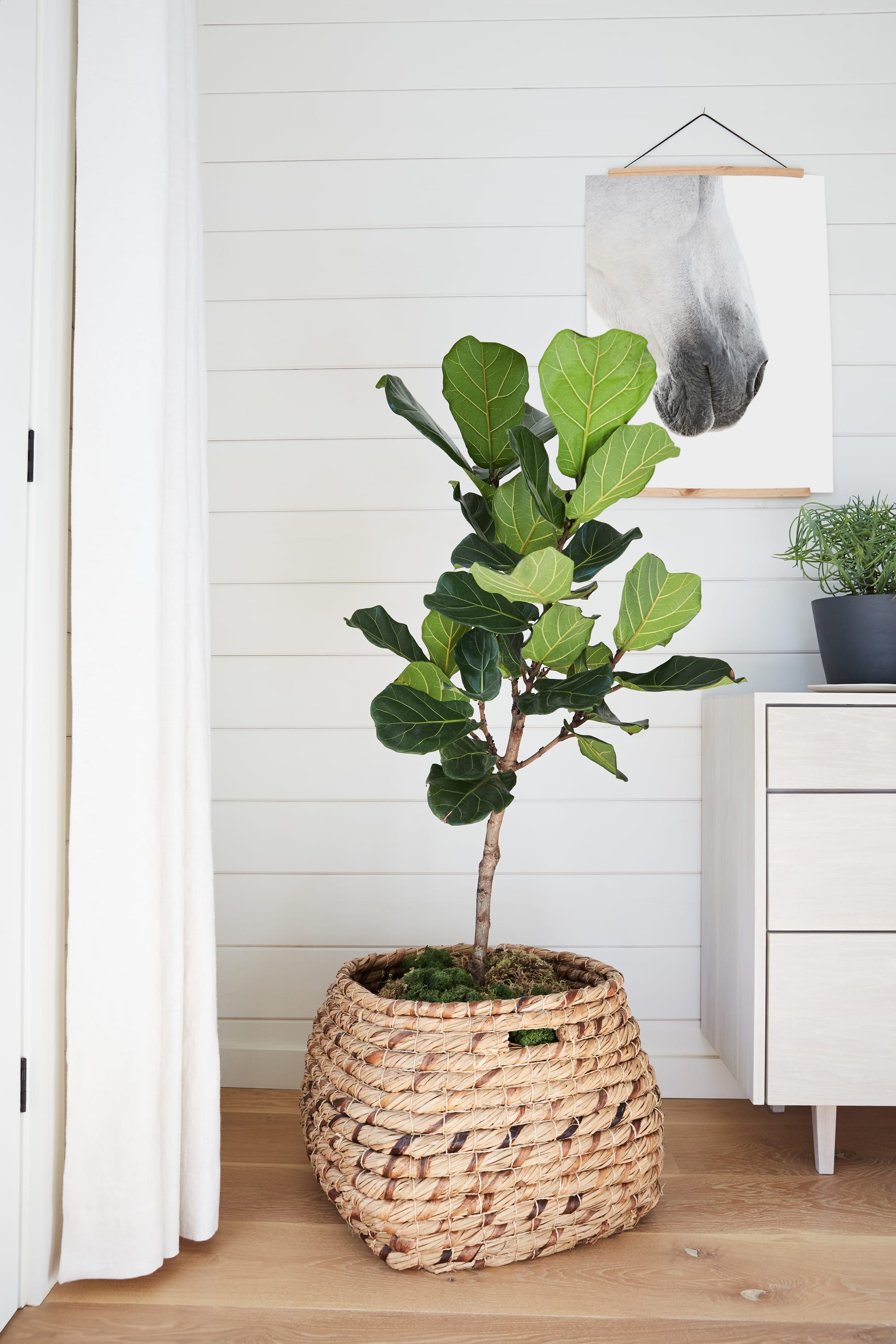 Fiddle-leaf fig in a woven basket against a white shiplap wall